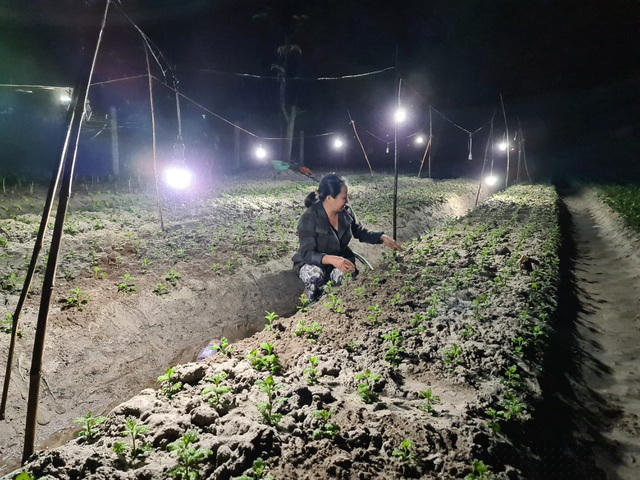 Chị Thủy đang tích cực chăm sóc vườn hoa của mình để có thể thu hoạch đúng dịp tết Nguyên đán.