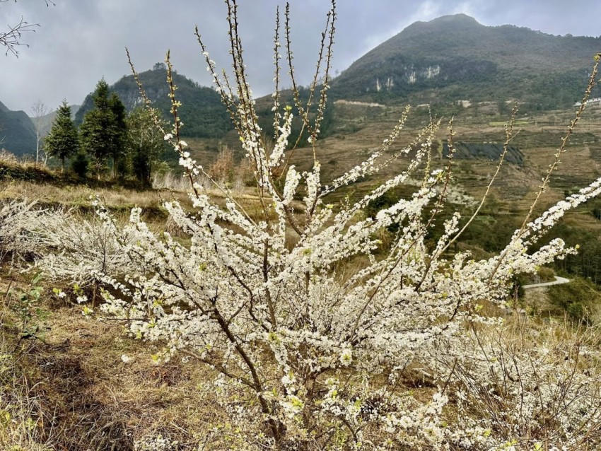 Sắc trắng hoa mận.