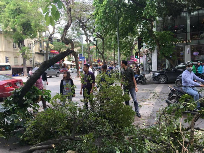 H&agrave; Nội: C&acirc;y xanh bất ngờ đổ gục khiến nhiều người hốt hoảng