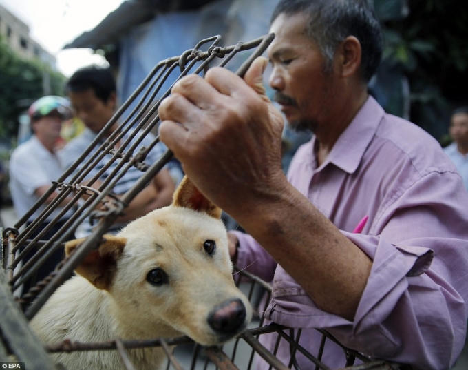 Những chú chó được mua để phục vụ lễ hội. (Ảnh: EPA)