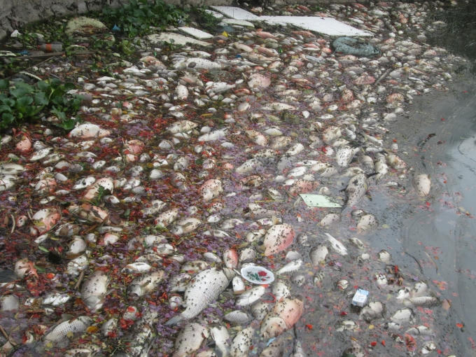 Nguồn nước đen ngòm cùng cá, rác thải nổi lềnh bềnh bốc mùi hôi thối, ruồi nhặng bu kín mặt hồ.