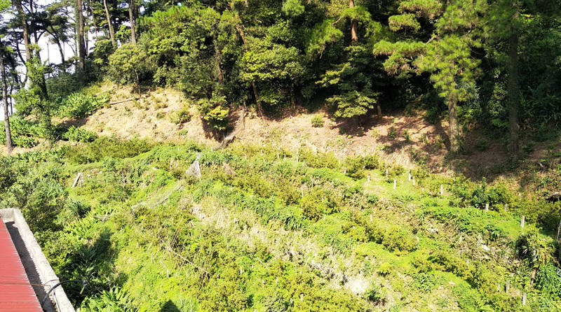 Rừng thông nguyên sinh đang dần được thay thế bằng su su.