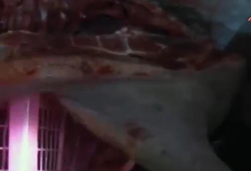 Thịt lợn chết đã đổi màu tím đen.