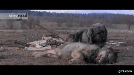 Nhẹ nhàng nghỉ ngơi sau khi hạ gục con sói định tấn công đàn cừu.