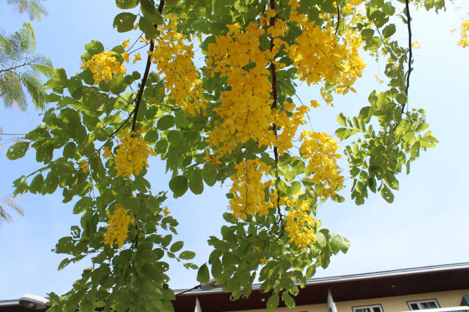 Chùm hoa vàng rực rỡ buông rủ, nổi bật trên tán lá xanh.