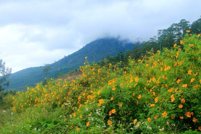 D&atilde; quỳ thấp tho&aacute;ng dưới ch&acirc;n n&uacute;i - Ảnh: Xu&acirc;n Lộc.