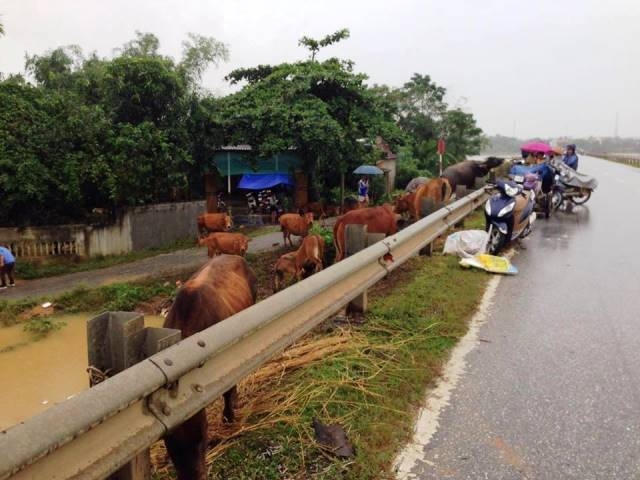 Gia súc được đưa lên đường cái tránh lũ.