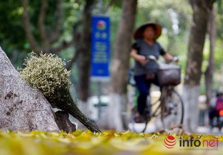 Trên phố Trần Hưng Đạo, Bà Triệu, Ngô Quyền, Hai Bà Trưng, Phan Đình Phùng, Đinh Tiên Hoàng…, xà cừ, sấu đua nhau thay lá, tạo nên vẻ đẹp rất riêng của Hà Nội.