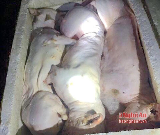 Số thịt mèo không có giấy tờ.