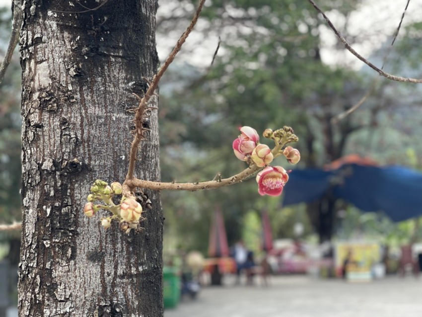 Hoa Sa La (Ngọc Kỳ Lân) trồng trước cửa Đền Thái Vi.