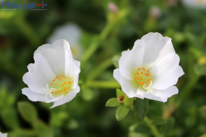 Con đường hoa đầy lãng mạn ở làng quê Nam Định