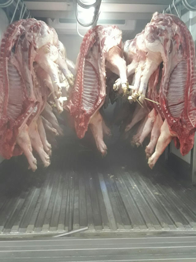 Toàn bộ số heo trên xe đều có những biểu hiện đặc trưng của bệnh lở mồm long móng