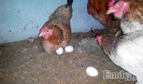 Đàn gà chị nuôi trên sân thượng.