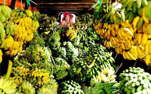 C&oacute; thể n&oacute;i, &ldquo;giải cứu&rdquo; n&ocirc;ng sản l&agrave; một điệp kh&uacute;c buồn của ng&agrave;nh n&ocirc;ng nghiệp Việt Nam, diễn ra triền mi&ecirc;n từ năm nay sang năm kh&aacute;c, chưa t&igrave;m ra lối tho&aacute;t.