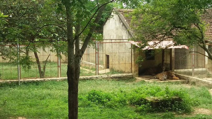 Trang trại nuôi hổ nơi xảy ra việc nam sinh lớp 7 bị vồ rách bắp chân. (Ảnh: A.Thắng)