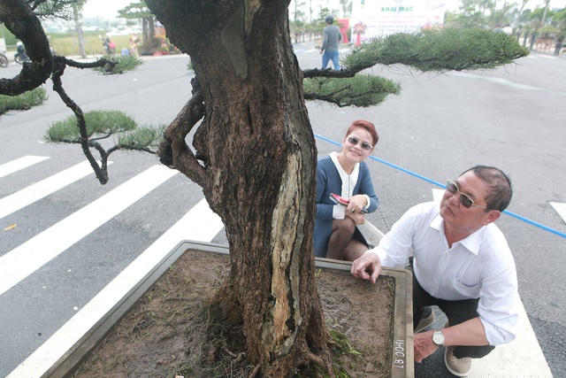 Thân cây già cỗi, xù xì, nhiều đoạn đã hóa lũa