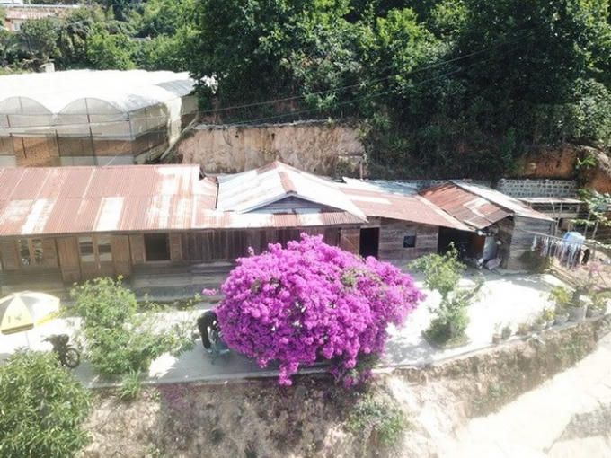 Cây hoa giấy nổi bật nhìn từ trên cao xuống.