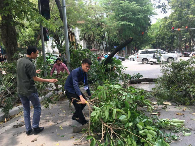 Dòng người chờ đèn đỏ một cây xanh bất ngờ đổ chắn ngang đường
