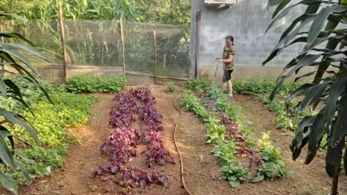 Khu đất anh Ngọc thuê để trồng rau sạch. Ảnh N.G