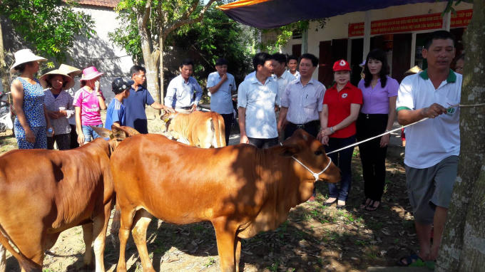 Hội Chữ thập đỏ huyện Quảng Xương trao tặng bò cho người dân. Ảnh: Nguyet Trinh