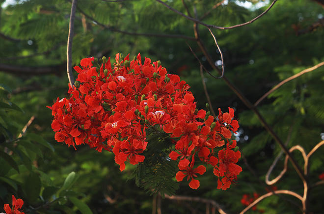 Phượng khoe sắc đỏ, Hà Nội bỗng đẹp như tranh vẽ - Ảnh 10.