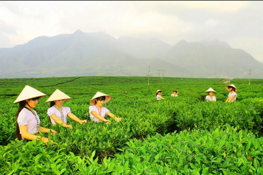TMĐT chính là cầu nối giúp sản vật vùng miền vượt qua rào cản địa lý. Ảnh IT