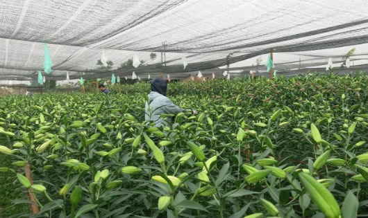 Người trồng hoa khóc ròng vì thời tiết không ủng hộ khiến hoa bị rớt giá.