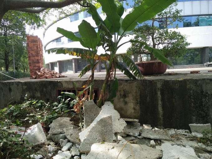 Trong khuôn viên bệnh viên, cỏ dại mọc um tùm, bốc mùi khó chịu và có rất nhiều muỗi.