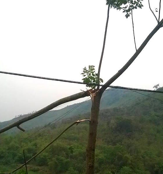 Lốc xoáy làm gãy cây cối ở xã Mỹ Lý.