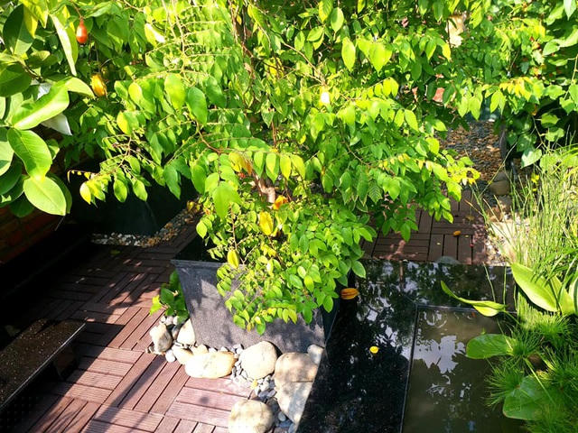 “Trồng cây trên sân thượng có đặc thù riêng, khí hậu, nguồn đất khắc nghiệt hơn nhiều dưới mặt đất. Vì vậy tôi sử dụng hệ thống tưới nhỏ giọt 24/24 giúp cây luôn xanh tốt và không bị chết. Hệ thống tưới nước này cũng giúp tiết kiệm thời gian, công sức, nếu có bận việc đi đâu cũng không quá lo cây cối ở nhà”, anh Chính nói.