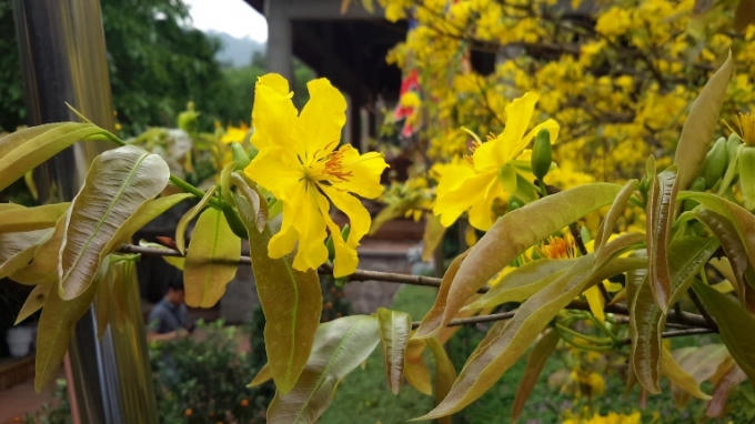 Mai vàng Yên Tử có mùi thơm dịu nhẹ.