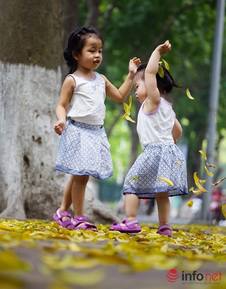 Dưới thời tiết mát dịu, dễ chịu, những "cơn mưa lá vàng" trút xuống vỉa hè như khoác một chiếc áo mới lên đường phố Hà Nội.