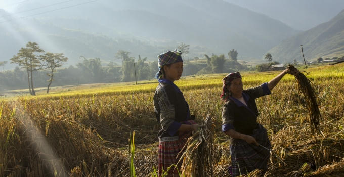 Nông dân bắt đầu xuống đồng gặp những bông lúa chí vàng mà họ đã rất mất nhiều công chăm sóc.