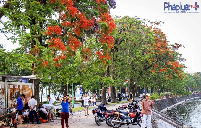 Những cây phượng trên đường Thanh Niên khiến một góc phố bỗng trở nên nổi bật.