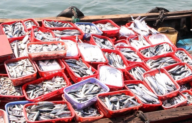 Phải ăn 1,5 tấn cá mỗi ngày mới ảnh hưởng. (Ảnh: Dân trí)