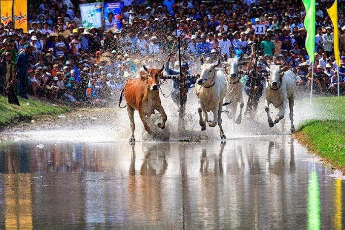 Đua bò Bảy Núi là nét văn hóa truyền thống đặc trưng của đồng bào dân tộc Khmer tại khu vực An Giang.