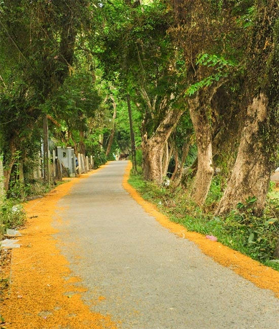 Những gốc sưa trăm tuổi ở vùng ngoại ô tán đan nhau tạo thành con đường rợp bóng mát.