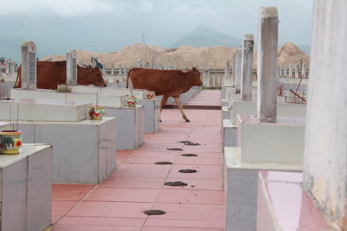 Quảng B&igrave;nh: Nghĩa trang Liệt sỹ &ldquo;tan n&aacute;t&rdquo; do b&ograve; thả r&ocirc;ng x&acirc;m hại