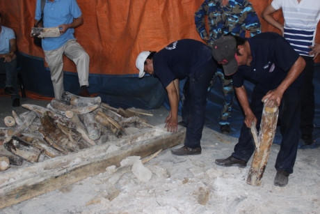 Những khúc ngà to còn bám đầy cao lanh.