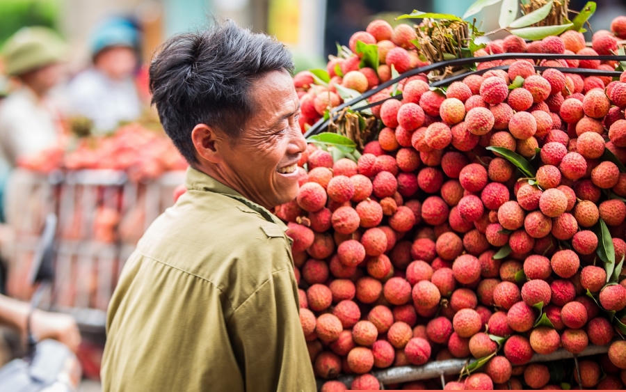 Dự báo nhập khẩu vải thiều của Trung Quốc từ Việt Nam sẽ tăng mạnh trong thời gian tới