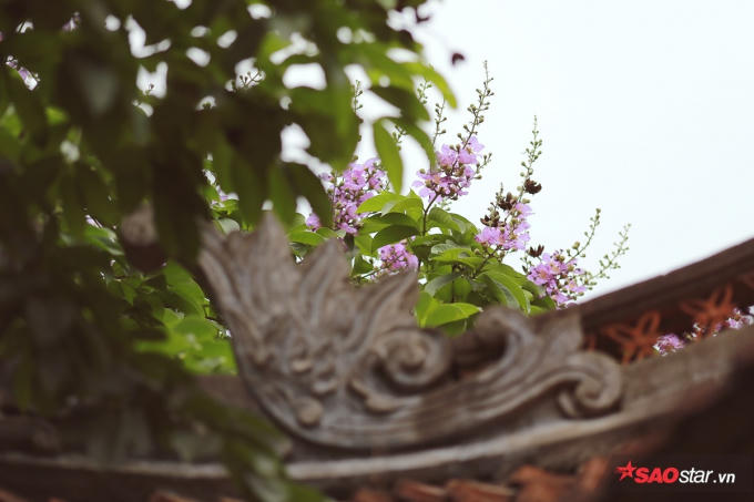 Hoa nở trên mái nhà ở Văn Miếu Quốc Tử Giám.