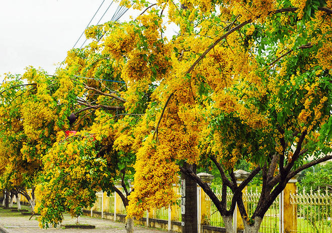 Cuối mùa xuân, đầu mùa hè là lúc hoa sưa nở rộ. Những chùm hoa vàng rực che khuất cả tán lá, cho mùi thơm dịu nhẹ. Sưa vàng có đặc điểm tán rộng, dễ nhân giống, tăng trưởng nhanh ở các năm đầu. Thân hợp trục phía ngọn, rễ bạnh khó đổ, cành nhánh dẻo và khó gãy, quả không có thịt. Mùa mưa bão, cây rụng hết lá nên khó bị đổ ngã.