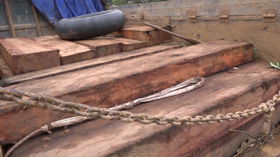 Gần 3m3 gỗ tươi trên chiếc xe tải mang biển kiểm soát 73C-09828 chuẩn bị phủ cát để chở