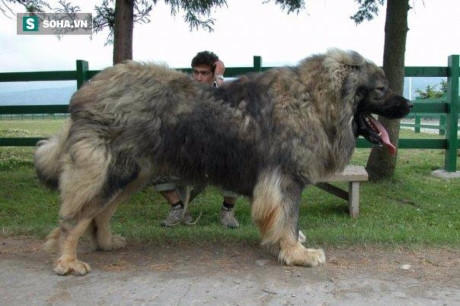 Một con chó chăn cừu Caucasian trung bình!