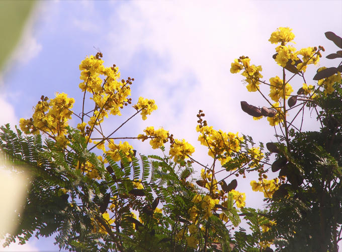 Những chùm hoa chót vót trên cao vươn mình vào không trung.