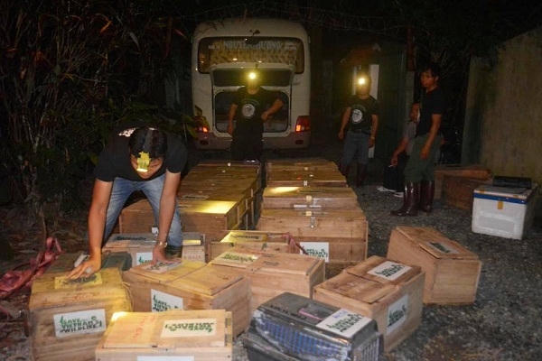 Những cá thể tê tê Java được thả về rừng.