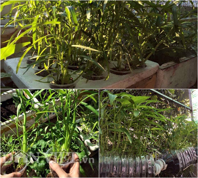 Chăm rau tới 2 giờ s&aacute;ng, 9X bị tiếng &ldquo;y&ecirc;u rau hơn chồng&rdquo;