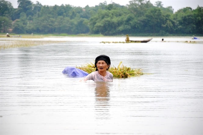 Chỉ trong vài giờ nước đã ngập trắng cánh đồng của xã Tiên Lữ.