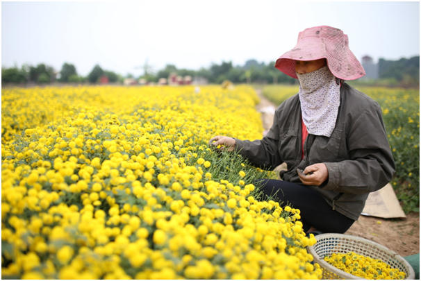 Cúc chi còn được gọi là kim cúc, cúc hoa vàng hay hoàng cúc, thường được trồng làm cảnh, lấy pha trà hay làm thuốc. Sự tích kể lại rằng hoa kim cúc (người dân thường gọi tắt là hoa cúc) được trồng để dâng lên vua chúa làm dược liệu nên còn có tên gọi khác là cúc “tiến vua”.