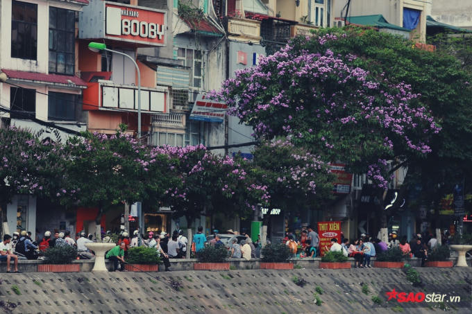 Sắc tím của hoa khiến không gian như dịu mát hơn trong những ngày hè nắng chói chang.